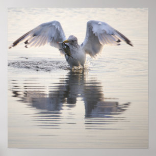Affiche de photo de pêche de crabe de mouette