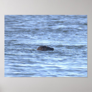 Affiche de photo de phoque