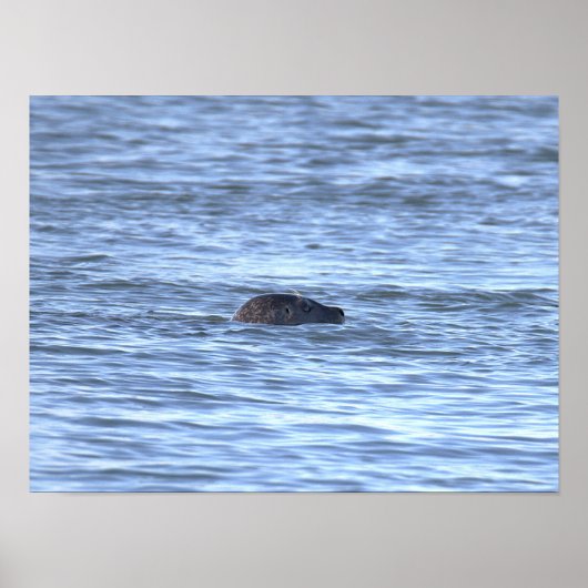 Affiche de photo de phoque (Devant)