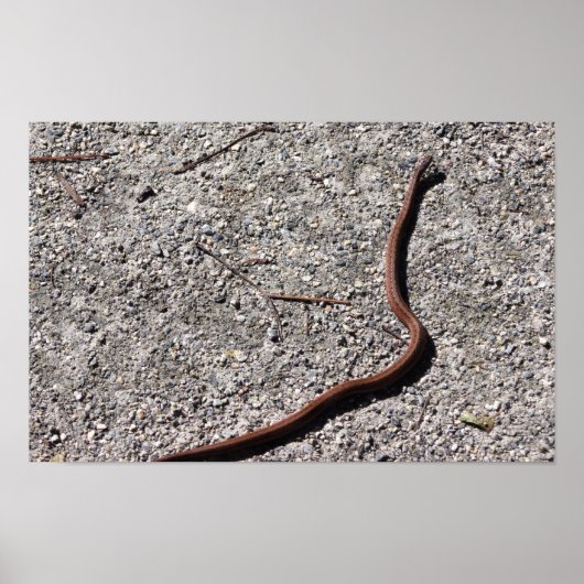 Affiche de photo de serpent (Devant)
