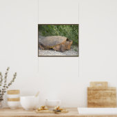 Affiche de photo de tortue (Cuisine)