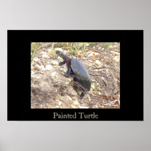 Affiche de photo de Tortue peinte