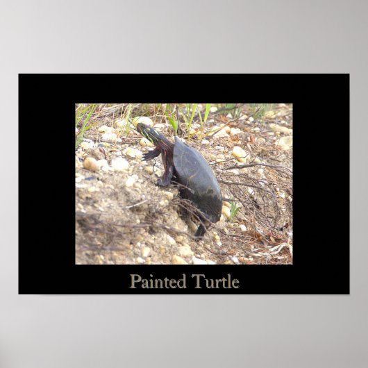 Affiche de photo de Tortue peinte (Devant)