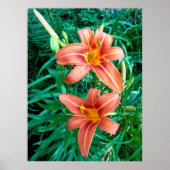 Affiche de photo d'impression de fleur d'hémérocal (Devant)