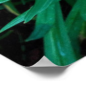 Affiche de photo d'impression de fleur d'hémérocal (Coin)