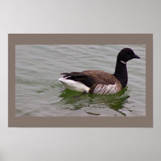 Affiche de photo d'oie Brant (Devant)