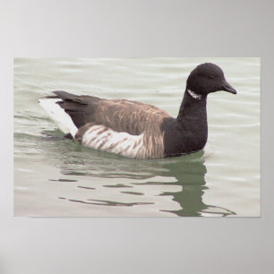 Affiche de photo d'oie Brant
