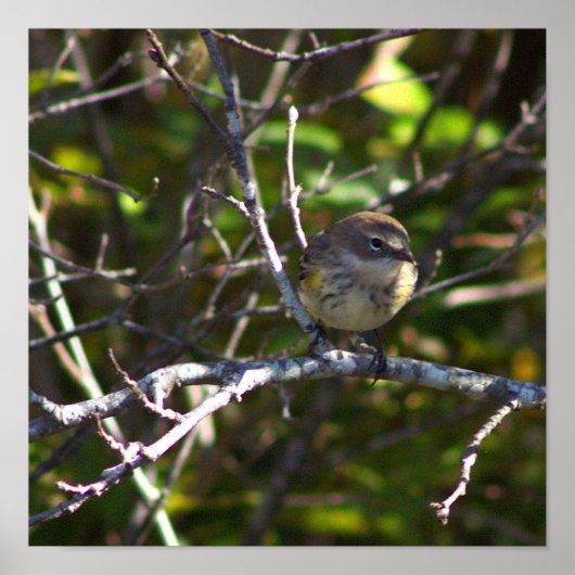 Affiche de photo d'oiseau paruline (Devant)