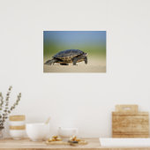 Affiche de photo rapprochée de tortue / amphibien (Cuisine)