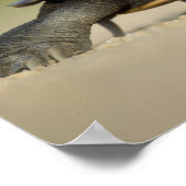 Affiche de photo rapprochée de tortue / amphibien (Coin)