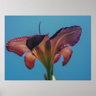 Affiche de photographie de fleur contre un ciel bl