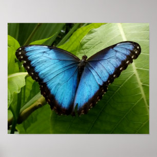 Affiche de photographie de la nature du papillon M