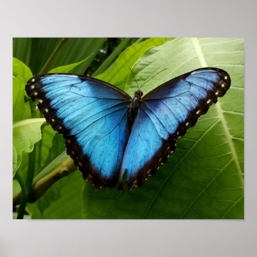 Affiche de photographie de la nature du papillon M (Devant)