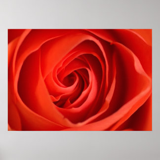 Affiche de photographie florale – Gros plan sur un