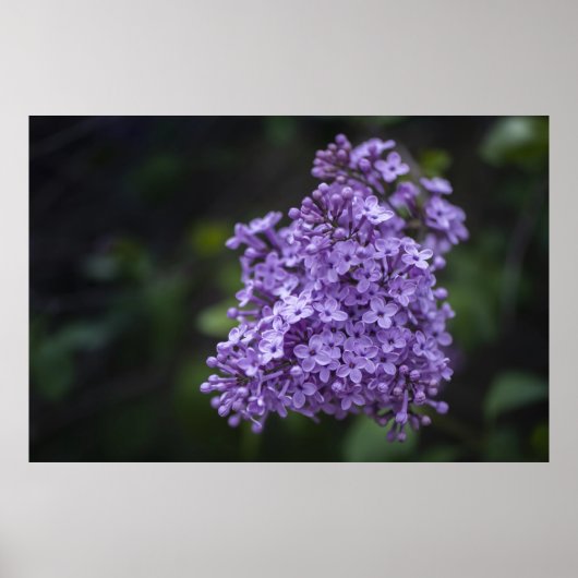Affiche de photographie macro de fleurs de lilas v (Devant)