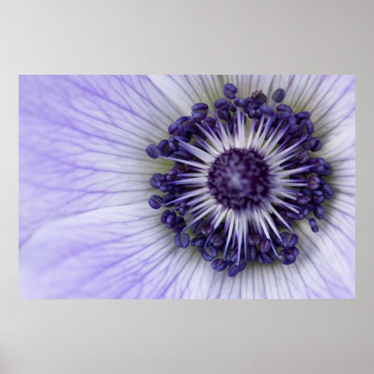 Affiche de photographie macro de l'anémone pourpre (Devant)