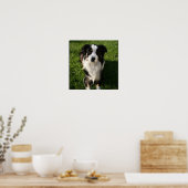 Affiche de photos du berger australien (Cuisine)