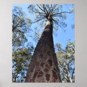 Affiche de pin Ponderosa La Gerche (Devant)