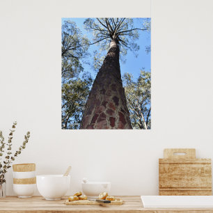 Affiche de pin Ponderosa La Gerche