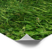 Affiche de Pitbull (Coin)