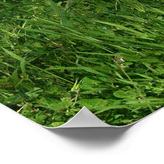 Affiche de Pitbull (Coin)