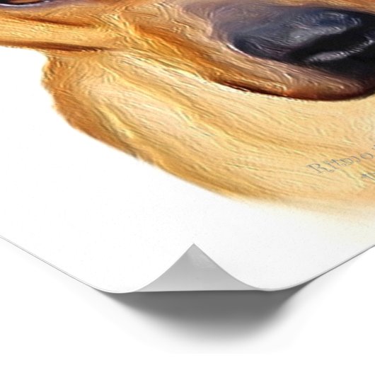 Affiche de Pitbull (Coin)