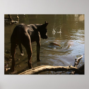 Affiche de pitbull de Fishin