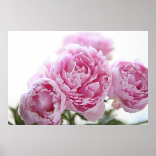 affiche de pivoines roses (Devant)