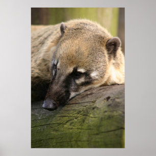 Affiche de plan rapproché de Coati