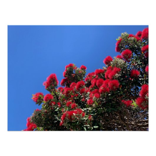 Affiche de Pohutukawa (Devant)