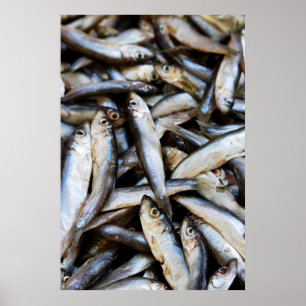 Affiche de poissons en gros plan