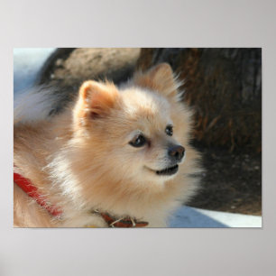 Affiche de Pomeranian