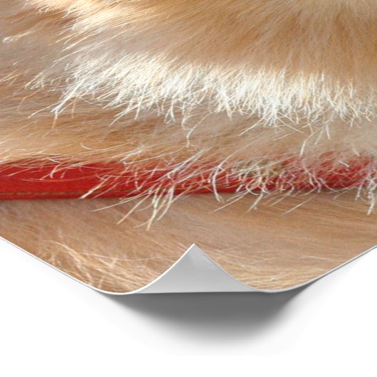 Affiche de Poméranie (Coin)