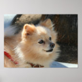 Affiche de Poméranie (Devant)
