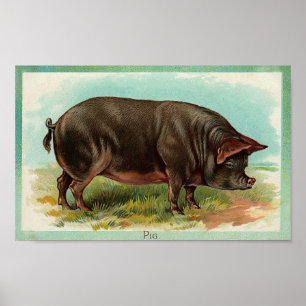 Affiche de porc - art vintage