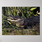 Affiche de portrait Alligator Imprimer (Devant)