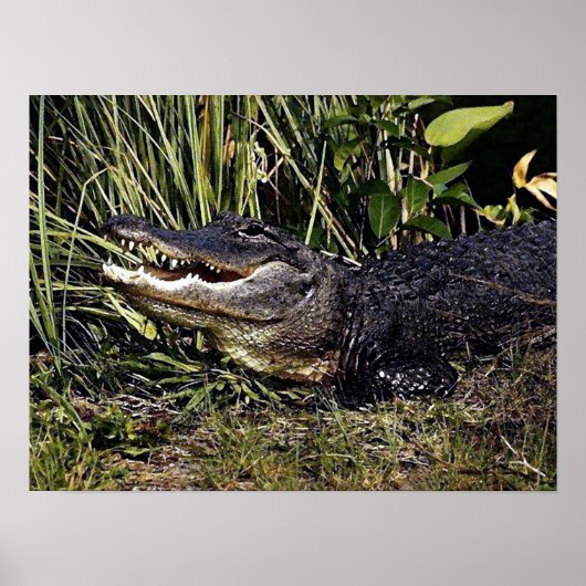 Affiche de portrait Alligator Imprimer (Devant)