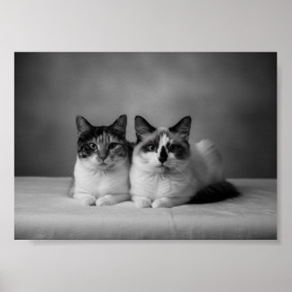 Affiche de portrait de animal de compagnie personn