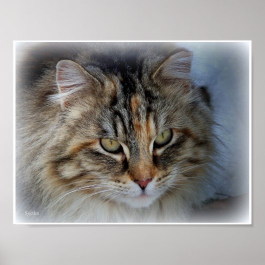 Affiche de portrait de chat tabby à poils longs (Devant)