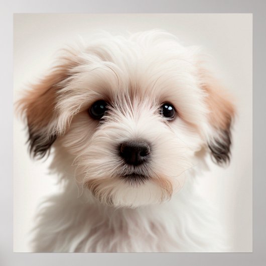 Affiche de portrait de chien havanais mignon (1) (Devant)