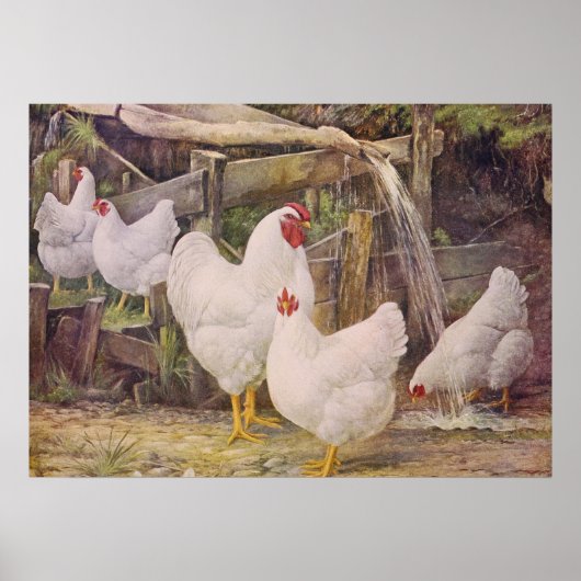 affiche de poulet vintage de la mignonne pays (Devant)