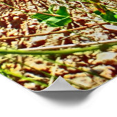 Affiche de printemps du Colorado (Coin)