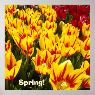 Affiche de printemps Fleurs de tulipes jaunes roug