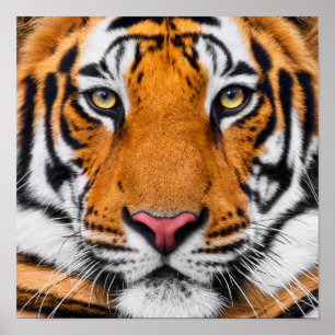 Affiche de profil de tigre