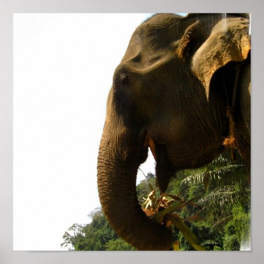 Affiche de profil éléphant (Devant)
