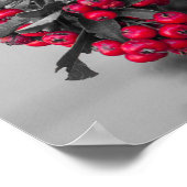 Affiche de pyracantha en baies murale (Coin)