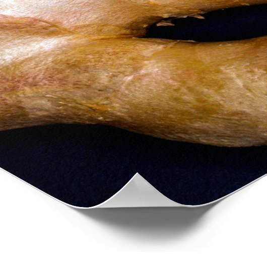 Affiche de racine de gingembre (Coin)