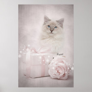 Affiche de Ragdoll