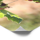 Affiche de raisins (Coin)