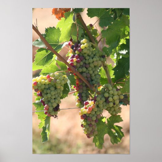 Affiche de raisins (Devant)